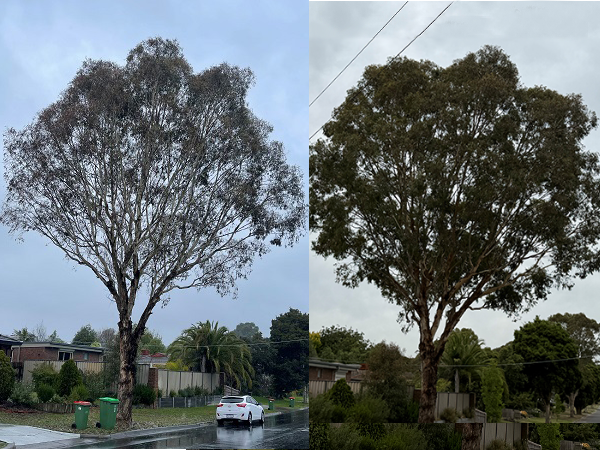 Ema-ject®: Safe & Highly Effective in Controlling Lerp in Yellow Box Trees