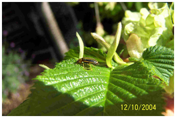 after ingestion the insect stops feeding