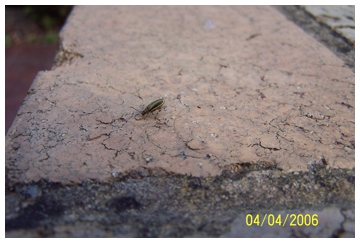 any beetles that fall will die