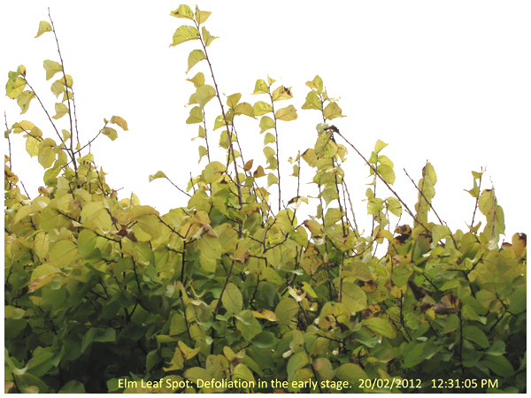 Top canopy showing defoliation due to Elm Leaf Spot fungal disease