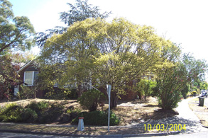 healthy golden elm at mt lilydale college