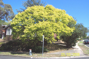 treated weeping elm