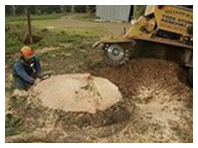 Complete Tree Care 3
