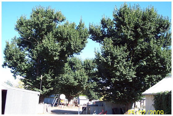 Elmsavers tree treatment after effect