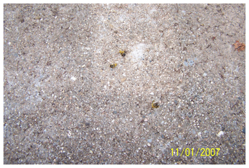 dying beetle on pavement