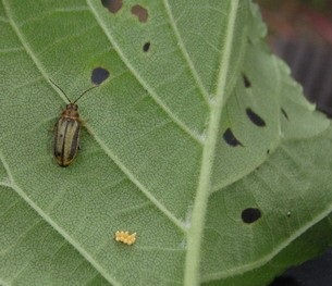 eggs-of-the-beetles