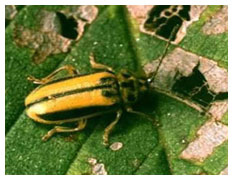 Golden Elm Beetle