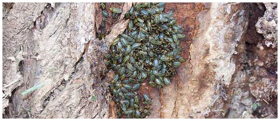 Elm tree beetle treatment
