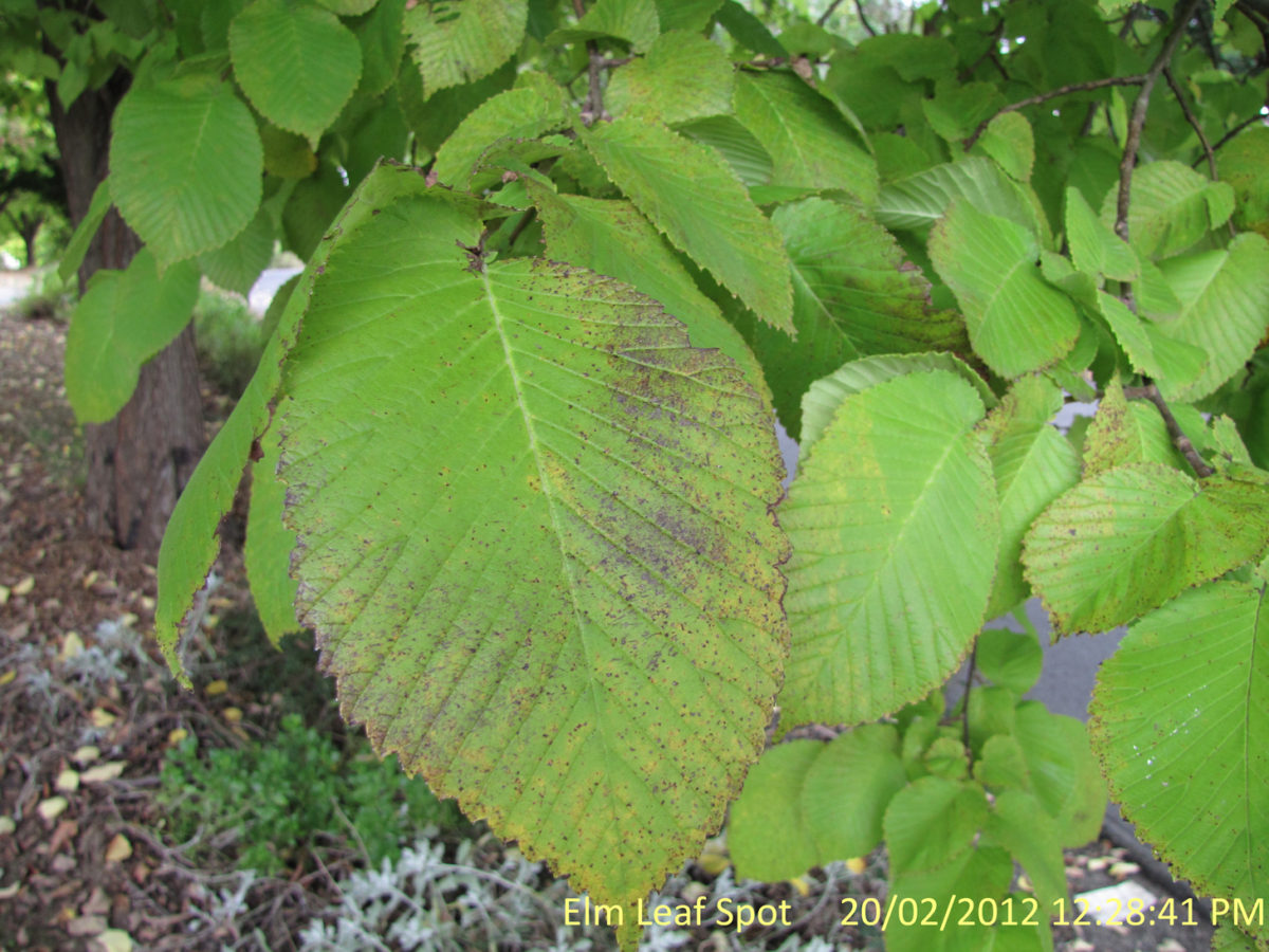 Elm Leaf Spot Alert for the Southern Highlands, NSW