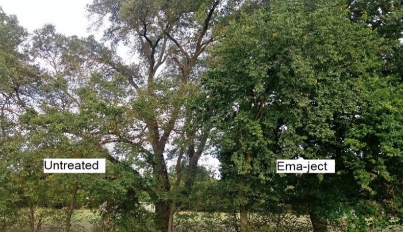 Ema-ject treated and untreated tree