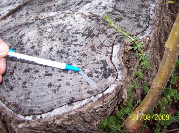 Tree injection Good Outcomes for Tree Health