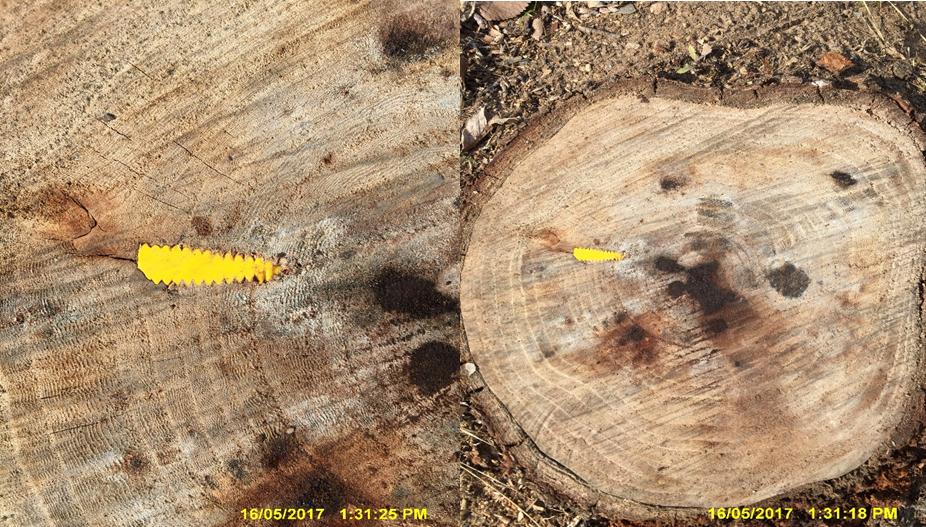 Tree injection Good Outcomes for Tree Health