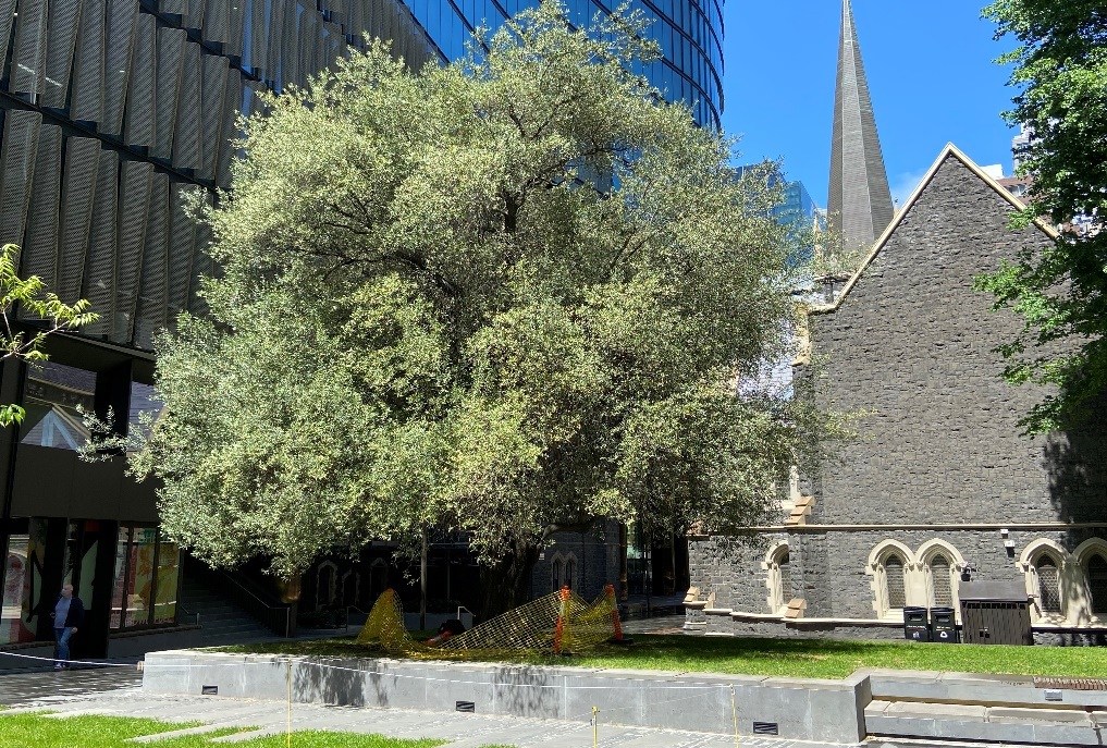 Ema-ject® treatment effective against Olive Lacebug in European Olive, Melbourne CBD