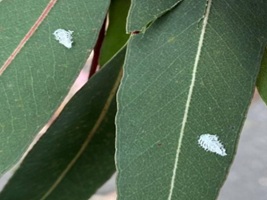 Ema-ject® gains APVMA label Approval for use against Spotted Gum Lerp (Eucalyptoma maideni)