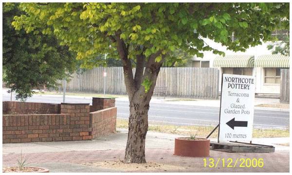 Fruit Tree Borer is a Spreading Threat to Elms