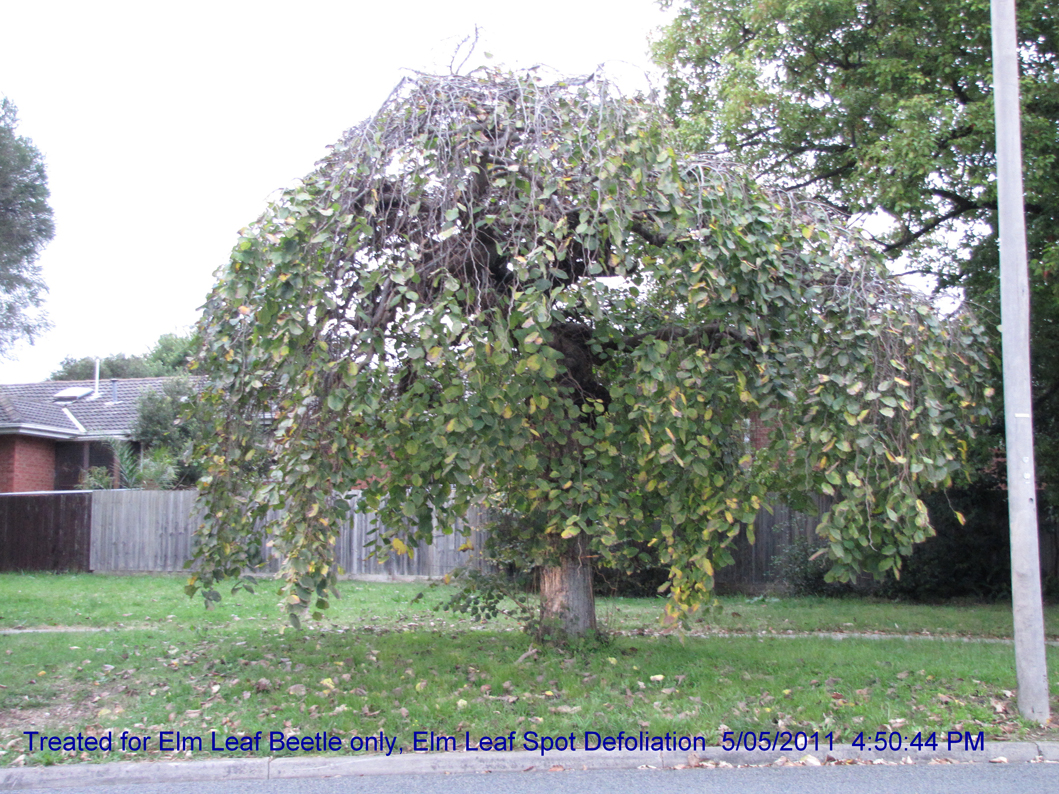 untreated weeping elm defoliated