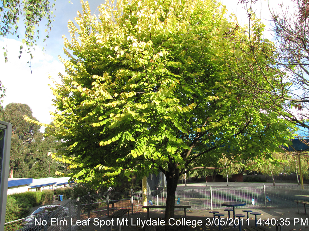 healthy golden elm at mt lilydale college