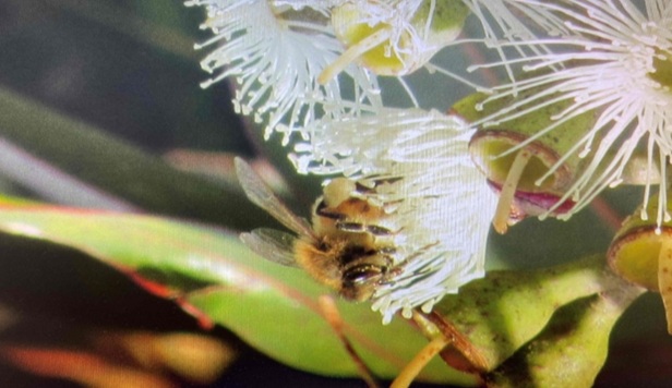 Honey Bee feeding 10/06/2024-Spotted Gum Flowers