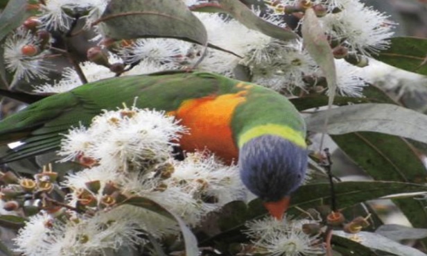 Rainbow Lorikeet feeding Spotted Gum Flowers 04/06/2024