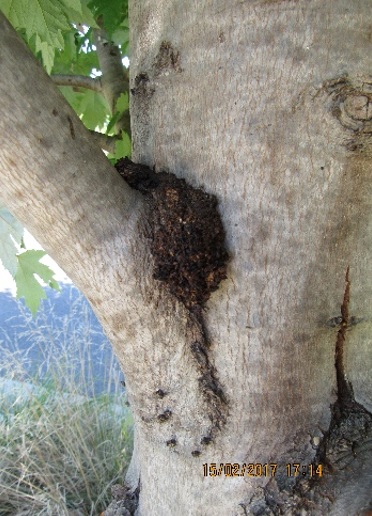 Fruit Tree Borer "Frass" around branch union.