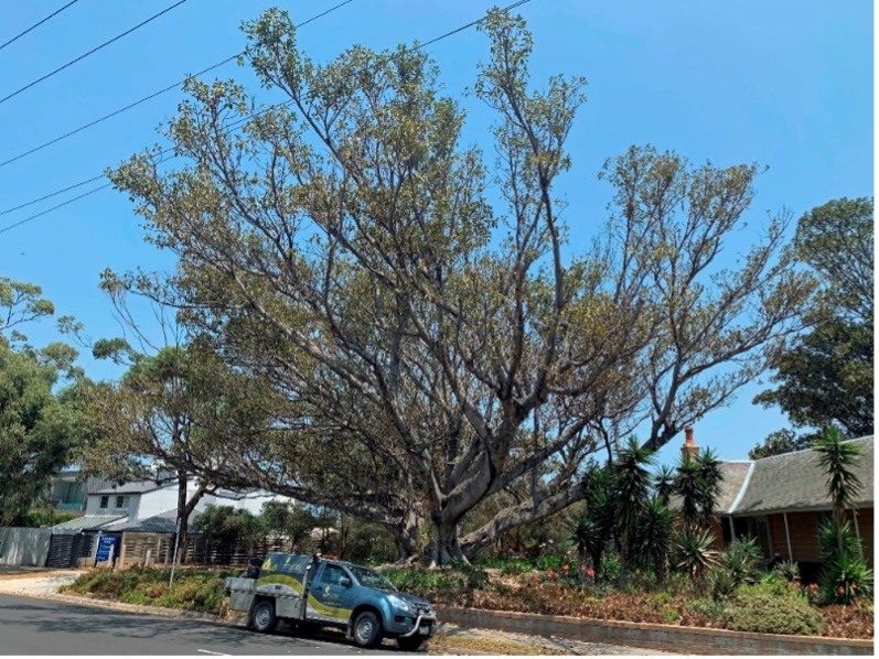 Ema-ject Trial treatment for Moreton Bay Fig Psyllid, Black Rock, Victoria.