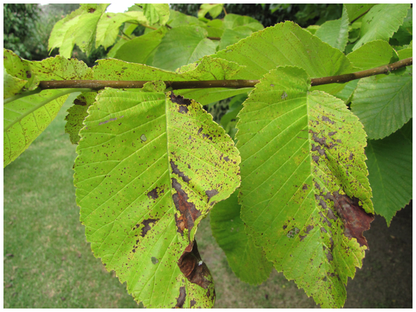 Golden elm leaf topside lesions