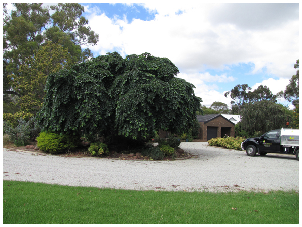 Weeping elm in Moama nsw