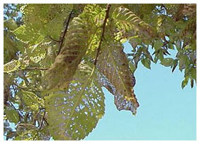 Larval damage caused by elm leaf beetle Larval damage caused by elm leaf beetle