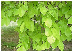 Healthy, vigorous leaves