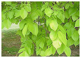 Healthy, vigorous leaves Healthy, vigorous leaves