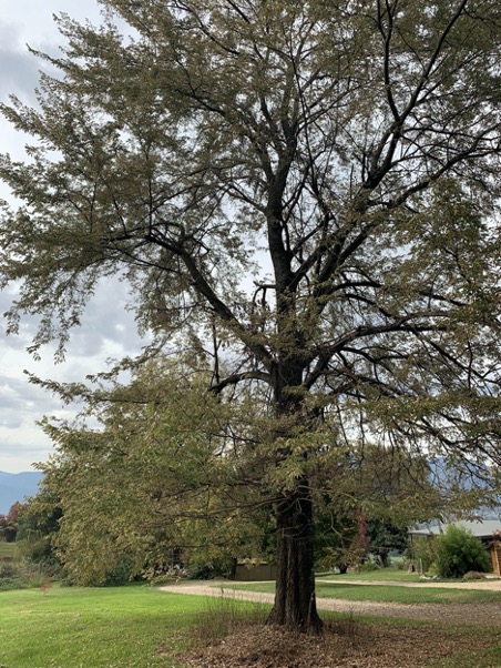 Elm Tree Treatment – Proof of Effect