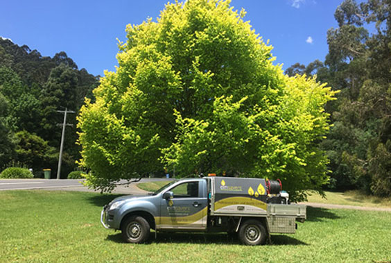 Tree Car