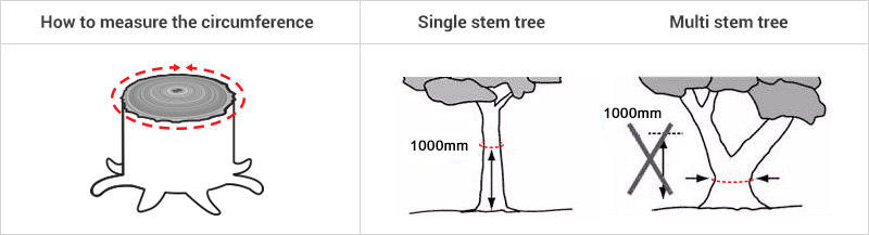 measuring tree circumference