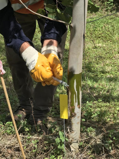 Novel Fungicide Trial-University of the Sunshine Coast