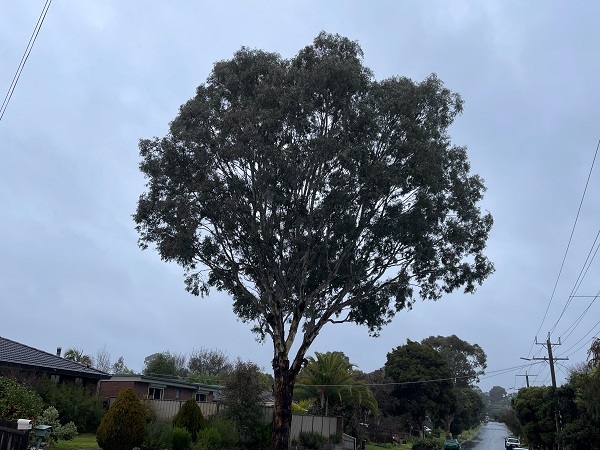 Yellow Box (Eucalyptus melliodora) tree canopy showing significant regrowth one year after Ema-ject treatment in Coldstream, Victoria.