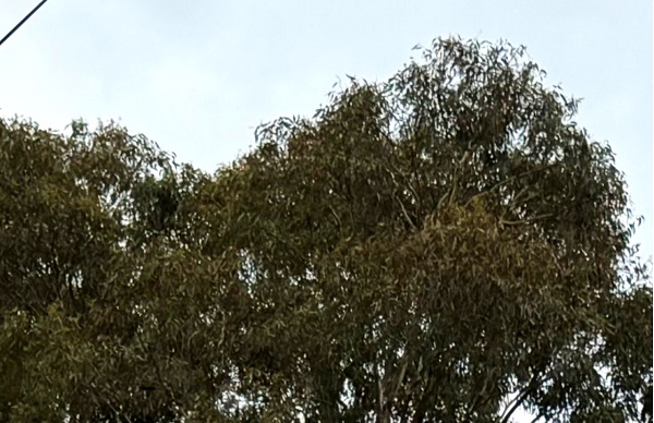 Close-up of a healthy Yellow Box (Eucalyptus melliodora) tree canopy, two years after Ema-ject treatment in Coldstream, Victoria.