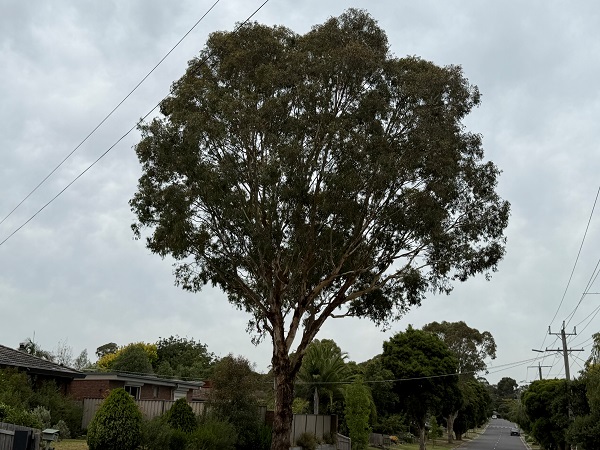 Full canopy recovery of a Yellow Box (Eucalyptus melliodora) tree two years after Ema-ject treatment in Coldstream, Victoria.