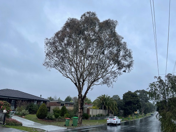 Tree injection being applied to a Yellow Box (Eucalyptus melliodora) in Coldstream, Victoria, using Ema-ject Tree Injectable Insecticide for lerp control.